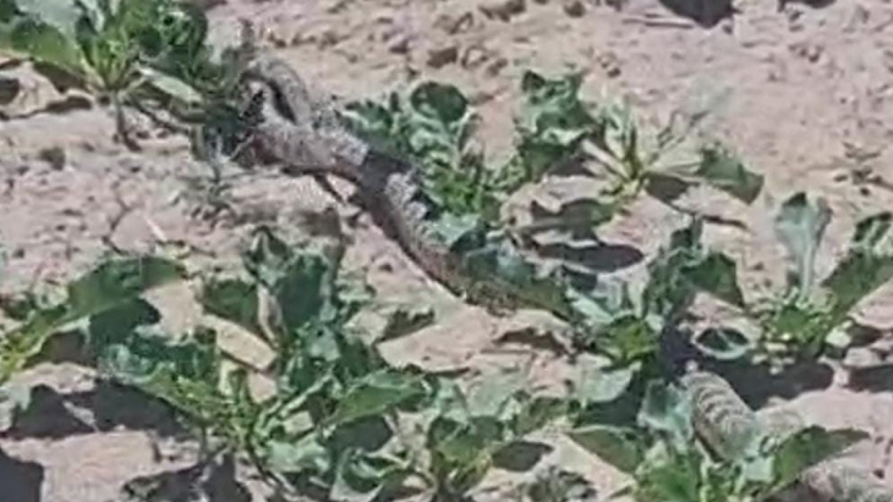 Kulu’da yılanların çiftleşme anı kamerada