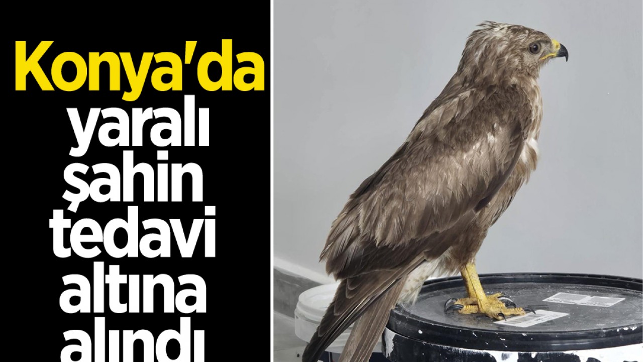 Konya’da yaralı şahin tedavi altına alındı