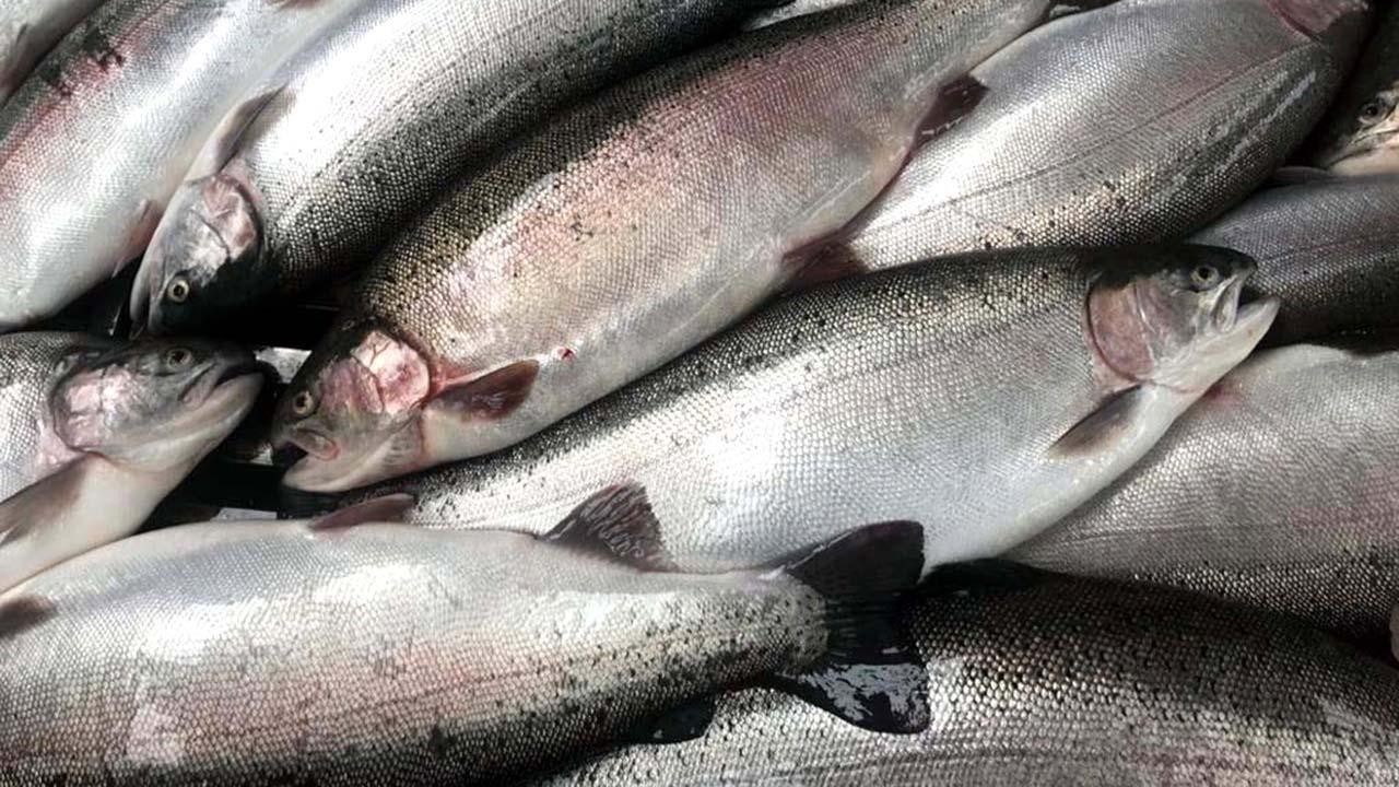 Doğu Karadeniz’den 56,2 milyon dolarlık somon ihracatı